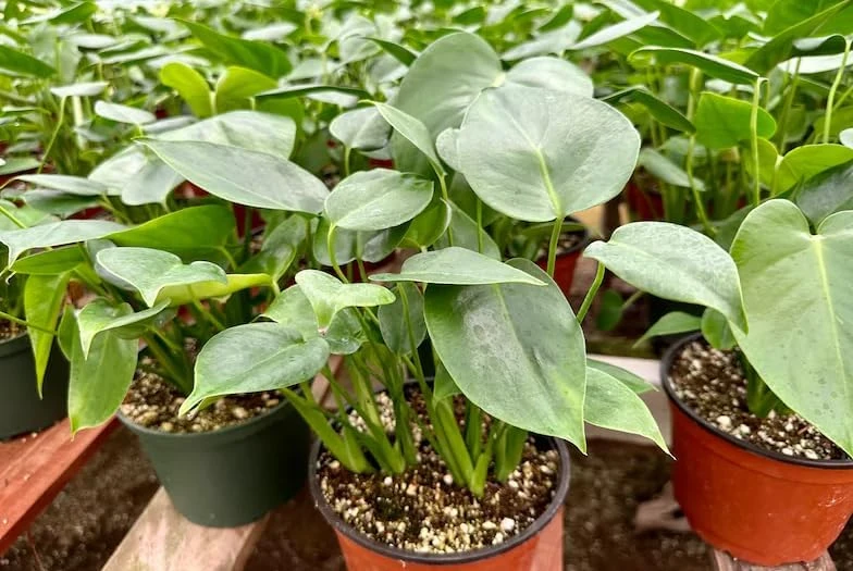 Monstera Deliciosa Live Plant – Swiss Cheese Plant – 4 inch Pot – Tropical Houseplant - Image 7