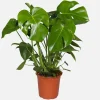 Monstera Deliciosa Live Plant – Swiss Cheese Plant – 4 inch Pot – Tropical Houseplant - Image 1