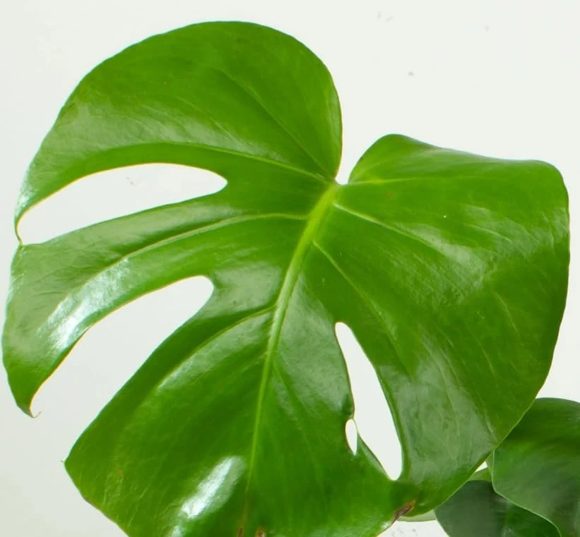 Monstera Deliciosa Live Plant - Swiss Cheese Tropical Houseplant 4" Pot - Image 2