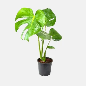 Monstera Deliciosa Live Plant - Swiss Cheese Tropical Houseplant 4