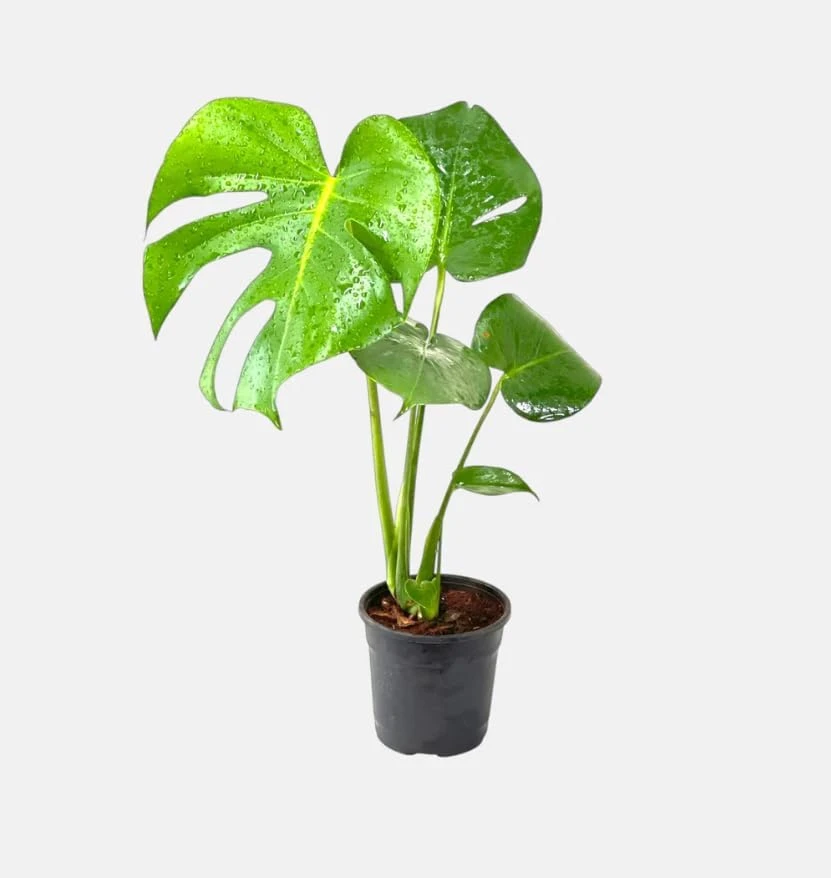 Monstera Deliciosa Live Plant - Swiss Cheese Tropical Houseplant 4" Pot - Image 4