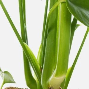 Monstera Deliciosa Live Plant - Swiss Cheese Tropical Houseplant 4