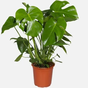 Monstera Deliciosa Live Plant - Swiss Cheese Tropical Houseplant 4