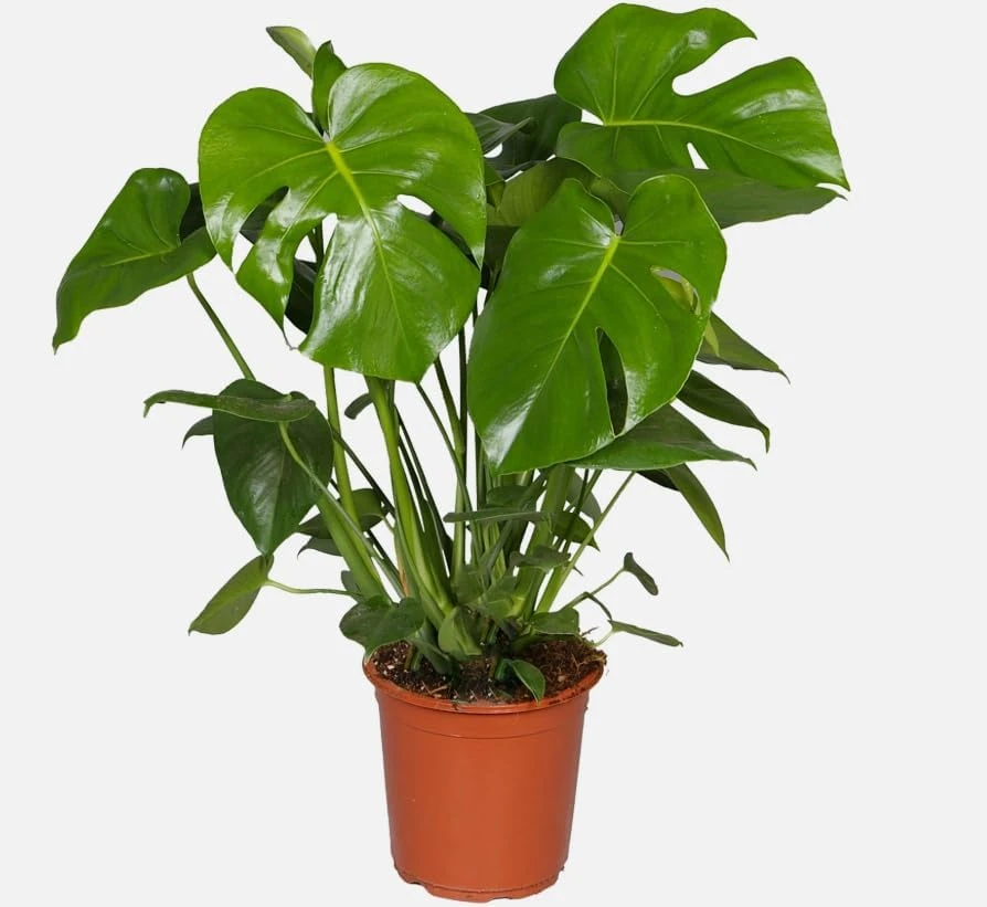 Monstera Deliciosa Live Plant - Swiss Cheese Tropical Houseplant 4" Pot - Image 6
