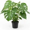 Monstera Deliciosa Live Plant - Swiss Cheese Tropical Houseplant 4" Pot - Image 1