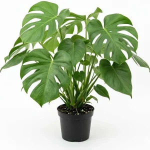 Monstera Deliciosa Live Plant - Swiss Cheese Tropical Houseplant 4