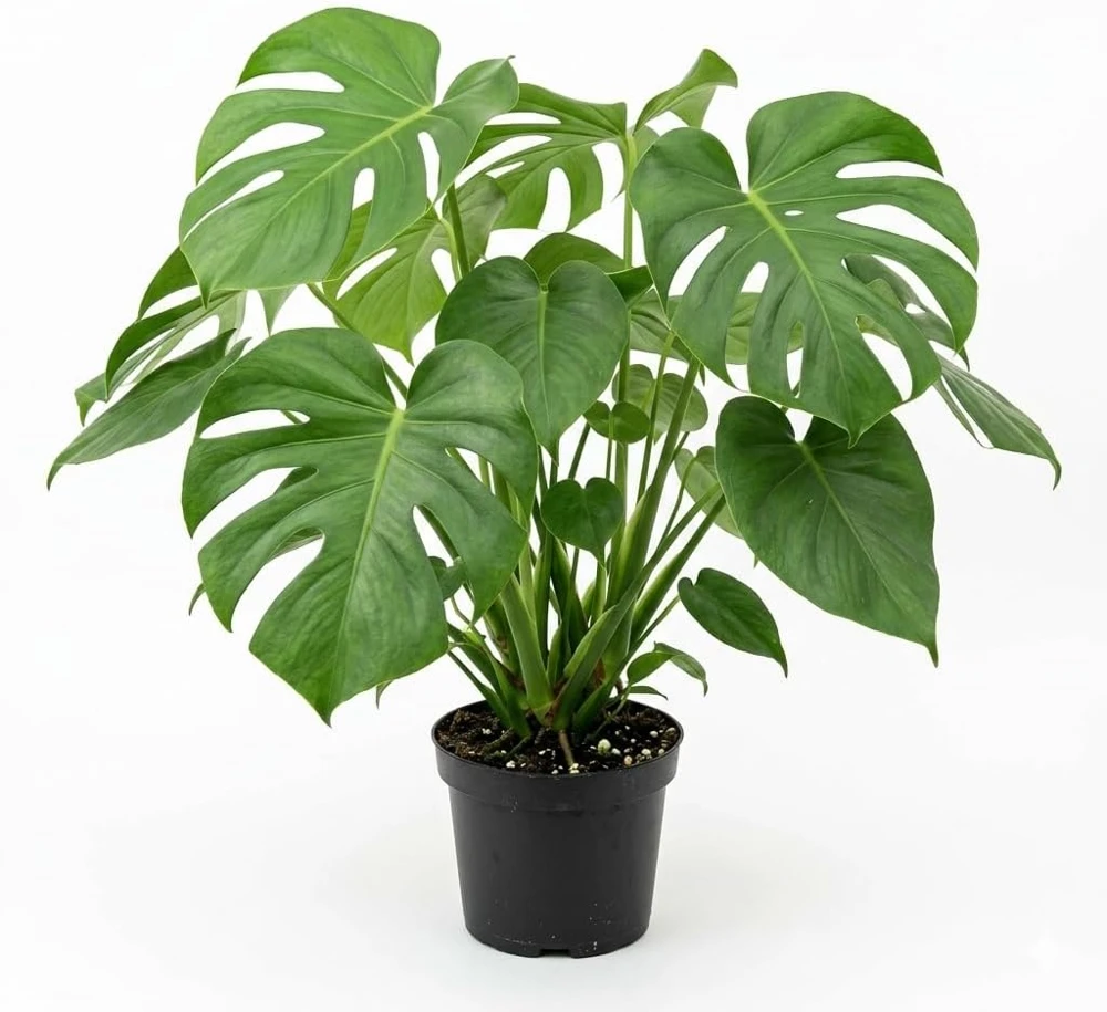 Monstera Deliciosa Live Plant - Swiss Cheese Tropical Houseplant 4" Pot - Image 1