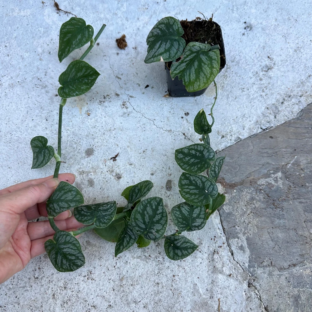 Monstera Dubia Live Plant Cutting - Rare Shingle Plant - 5+ Leaves - Image 2