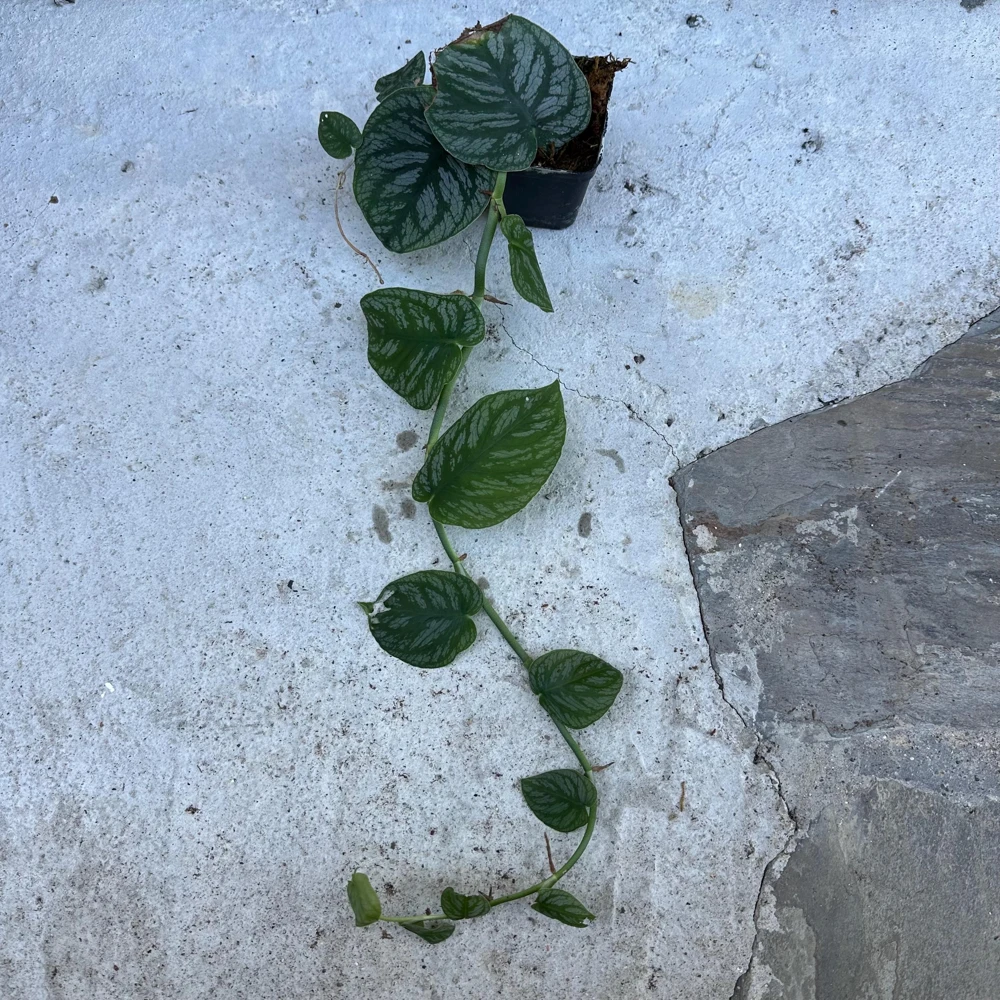 Monstera Dubia Live Plant Cutting - Rare Shingle Plant - 5+ Leaves - Image 3