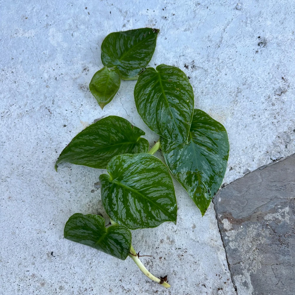 Monstera Dubia Live Plant Cutting - Rare Shingle Plant - 5+ Leaves - Image 4