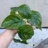 Monstera Dubia Live Plant Cutting - Rare Shingle Plant - 5+ Leaves - Image 1