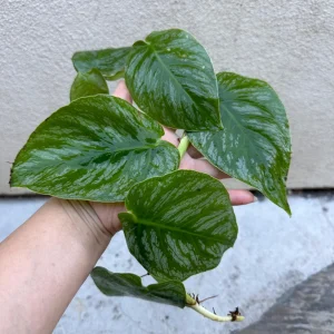 Monstera Dubia Live Plant Cutting - Rare Shingle Plant - 5+ Leaves - Image 1