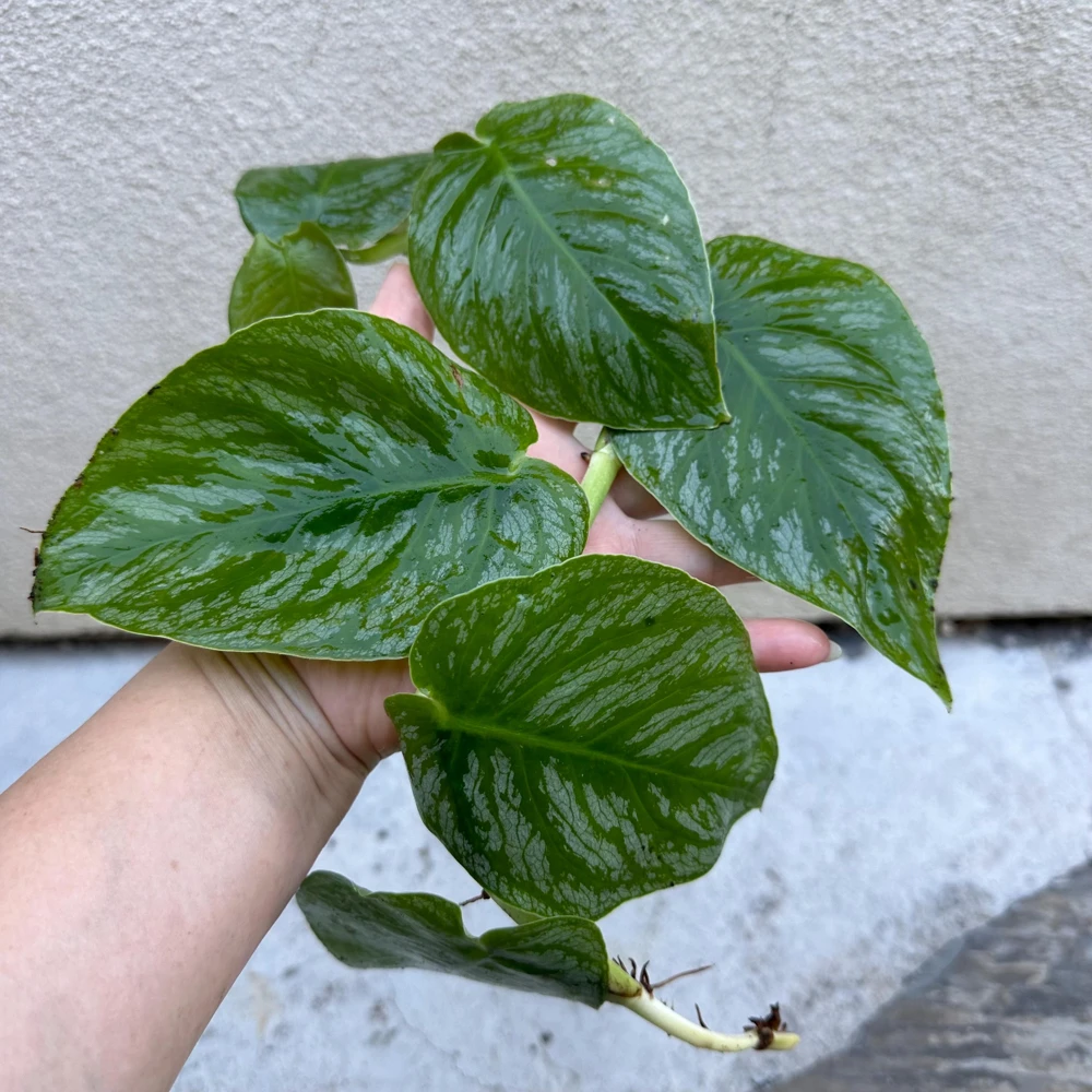 Monstera Dubia Live Plant Cutting - Rare Shingle Plant - 5+ Leaves - Image 1
