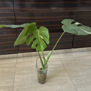 Monstera Thai Constellation Live Plant – Variegated Aroid Starter – Indoor Tropical Plant - Image 2