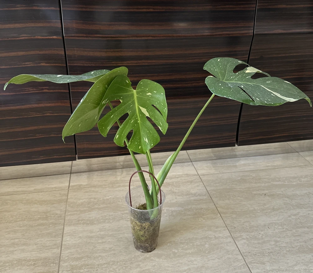 Monstera Thai Constellation Live Plant – Variegated Aroid Starter – Indoor Tropical Plant - Image 2