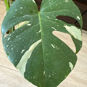 Monstera Thai Constellation Live Plant – Variegated Aroid Starter – Indoor Tropical Plant - Image 3