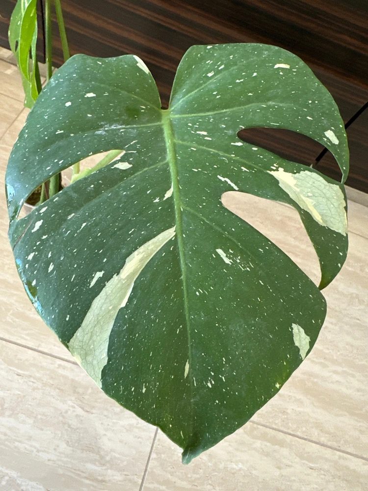 Monstera Thai Constellation Live Plant – Variegated Aroid Starter – Indoor Tropical Plant - Image 3