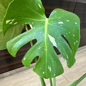 Monstera Thai Constellation Live Plant – Variegated Aroid Starter – Indoor Tropical Plant - Image 4