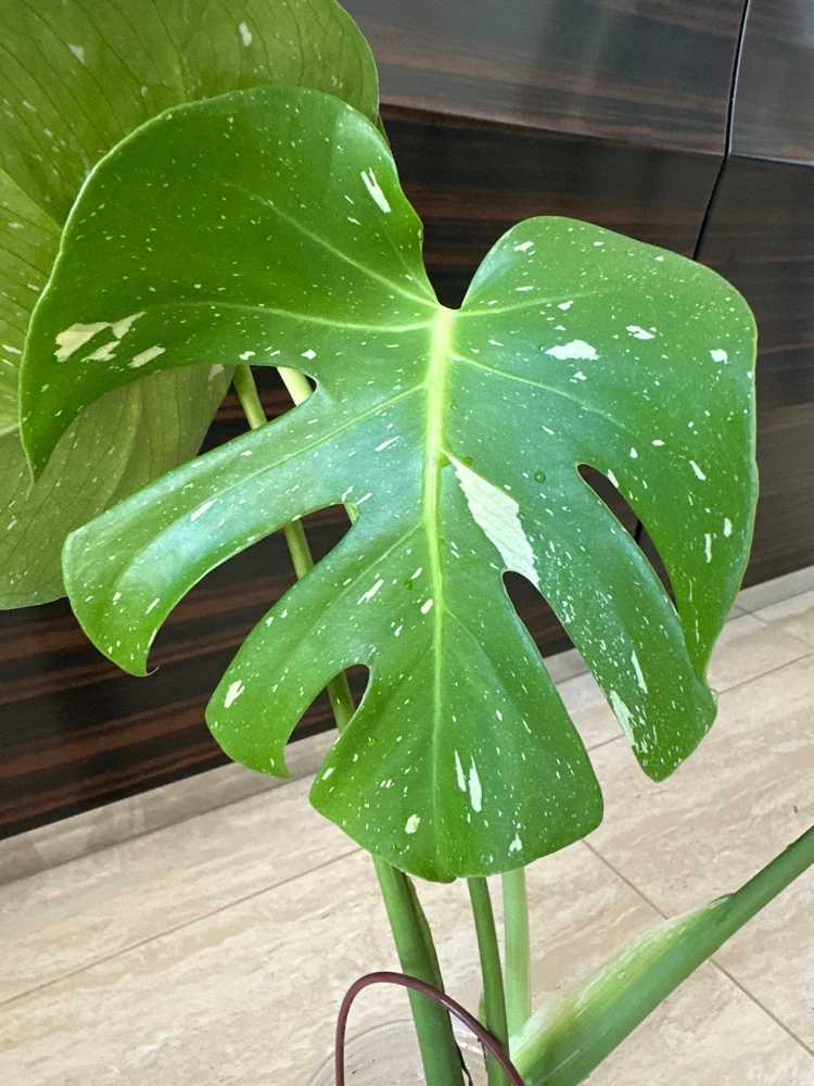 Monstera Thai Constellation Live Plant – Variegated Aroid Starter – Indoor Tropical Plant - Image 4