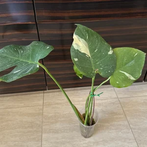 Monstera Thai Constellation Live Plant – Variegated Aroid Starter – Indoor Tropical Plant - Image 6