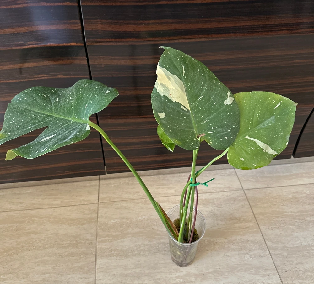 Monstera Thai Constellation Live Plant – Variegated Aroid Starter – Indoor Tropical Plant - Image 6