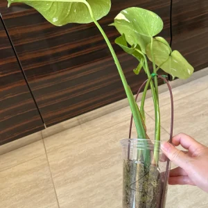 Monstera Thai Constellation Live Plant – Variegated Aroid Starter – Indoor Tropical Plant - Image 7