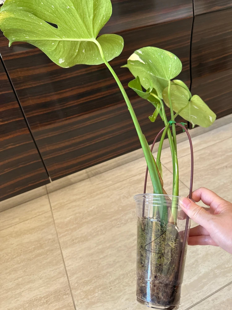 Monstera Thai Constellation Live Plant – Variegated Aroid Starter – Indoor Tropical Plant - Image 7