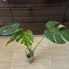 Monstera Thai Constellation Live Plant – Variegated Aroid Starter – Indoor Tropical Plant - Image 1