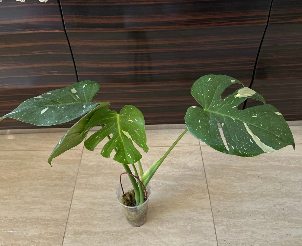 Monstera Thai Constellation Live Plant – Variegated Aroid Starter – Indoor Tropical Plant - Image 1