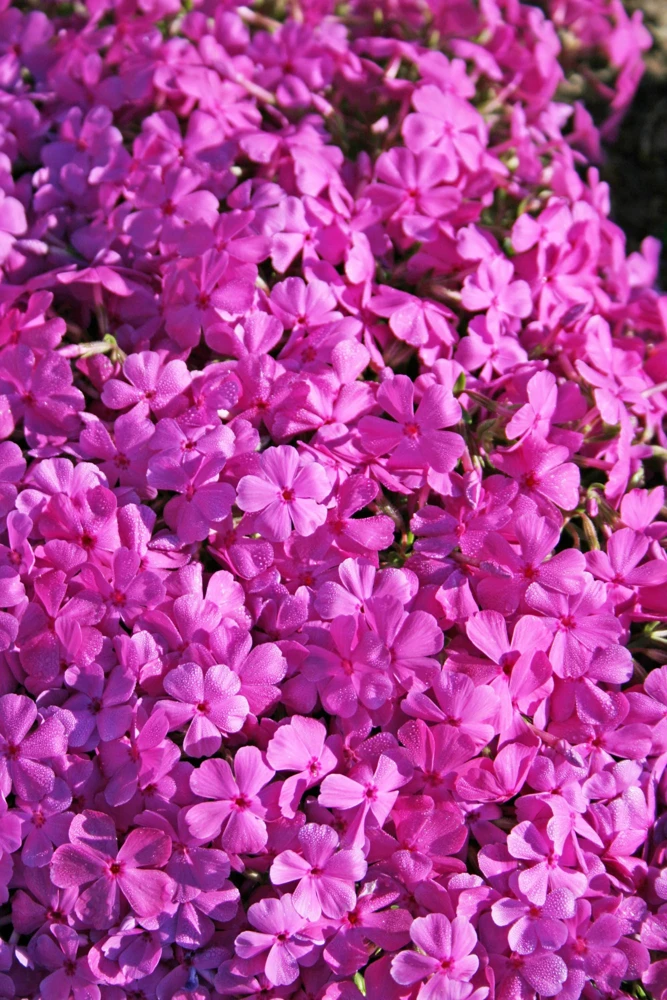 Moss Phlox 'Drummond's Pink' Live Starter Plant - Rosy Pink Flowers, Zones 3-8 - Image 1