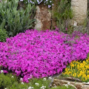 Moss Phlox 'Drummond's Pink' Live Starter Plant - Rosy Pink Flowers, Zones 3-8 - Image 2