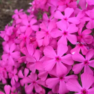 Moss Phlox 'Drummond's Pink' Live Starter Plant - Rosy Pink Flowers, Zones 3-8 - Image 3