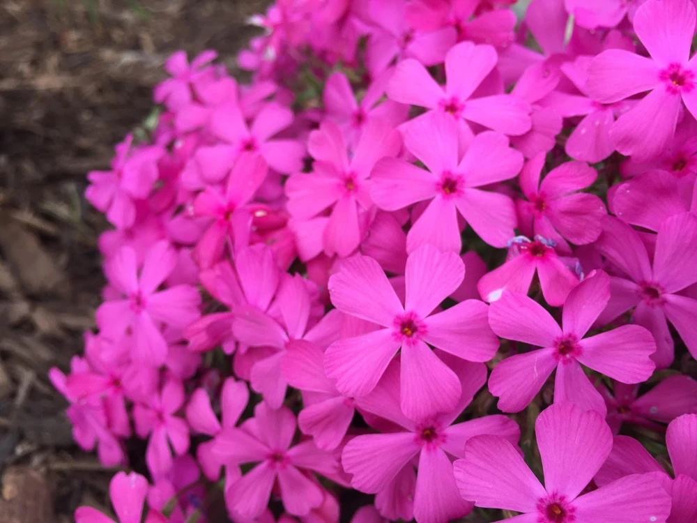 Moss Phlox 'Drummond's Pink' Live Starter Plant - Rosy Pink Flowers, Zones 3-8 - Image 3