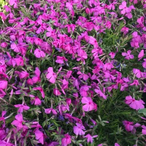 Moss Phlox 'Drummond's Pink' Live Starter Plant - Rosy Pink Flowers, Zones 3-8 - Image 5