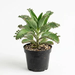 Mother of Thousands Live Plant - Kalanchoe daigremontiana Succulent, 4
