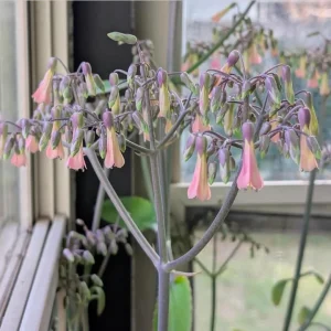Mother of Thousands Live Plant - Kalanchoe daigremontiana Succulent, 4
