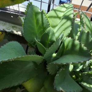Mother of Thousands Live Plant - Kalanchoe daigremontiana Succulent, 4