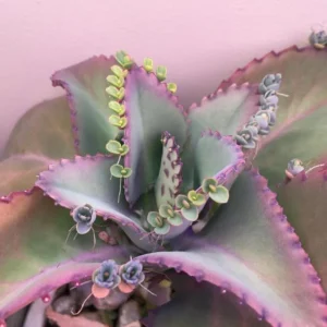 Mother of Thousands Live Plant - Kalanchoe Green Succulent, 2