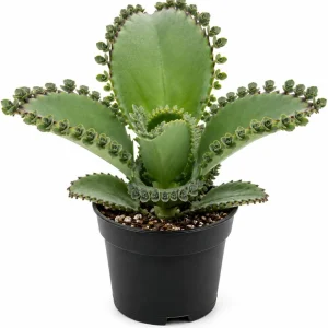 Mother of Thousands Live Plant - Kalanchoe Green Succulent, 2