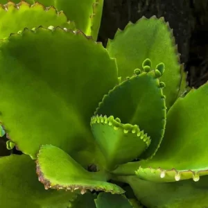Mother of Thousands Live Plant - Kalanchoe Green Succulent, 2