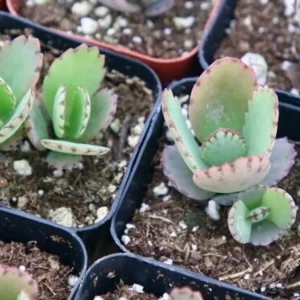 Mother of Thousands Live Plant - Kalanchoe Green Succulent, 2