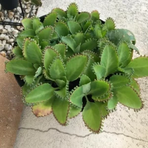 Mother of Thousands Live Plant, Kalanchoe Succulent, 4