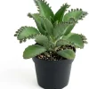 Mother of Thousands Live Plant, Kalanchoe Succulent, 4" Pot, Green, Indoor - Image 1