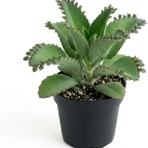 Mother of Thousands Live Plant, Kalanchoe Succulent, 4