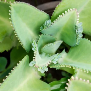 Mother of Thousands Live Plant, Kalanchoe Succulent, 4