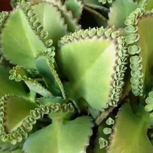 Mother of Thousands Succulent Live Plant - Kalanchoe daigremontiana - 2