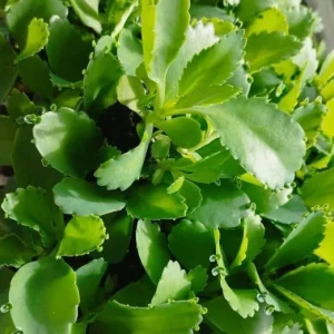 Mother of Thousands Succulent Live Plant - Kalanchoe daigremontiana - 2