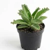 Mother of Thousands Succulent Live Plant - Kalanchoe daigremontiana - 2" Pot - Image 1