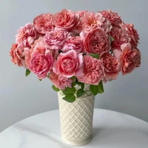 Moulin de la Galette Rose Live Plant - Fragrant Orange Pink Double Blooms, 5-8 ft Tall, Outdoor Shrub - Image 2