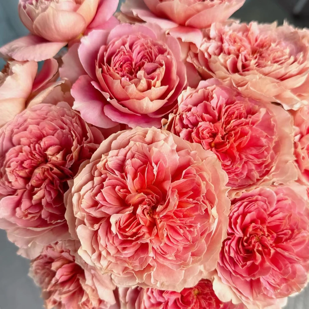 Moulin de la Galette Rose Live Plant - Fragrant Orange Pink Double Blooms, 5-8 ft Tall, Outdoor Shrub - Image 3